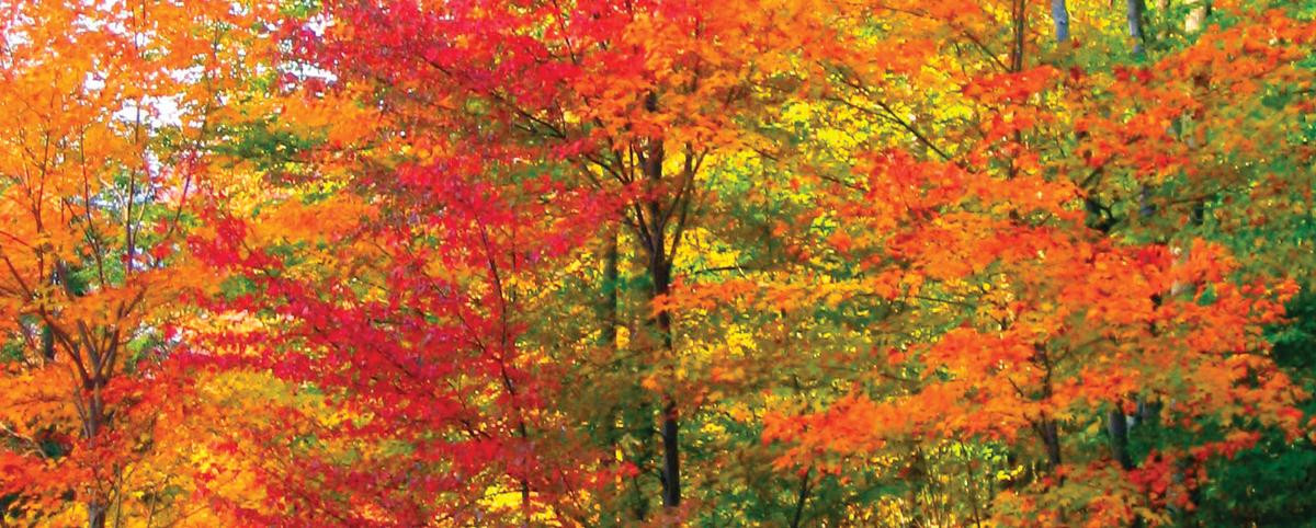 Fall Foliage Hike